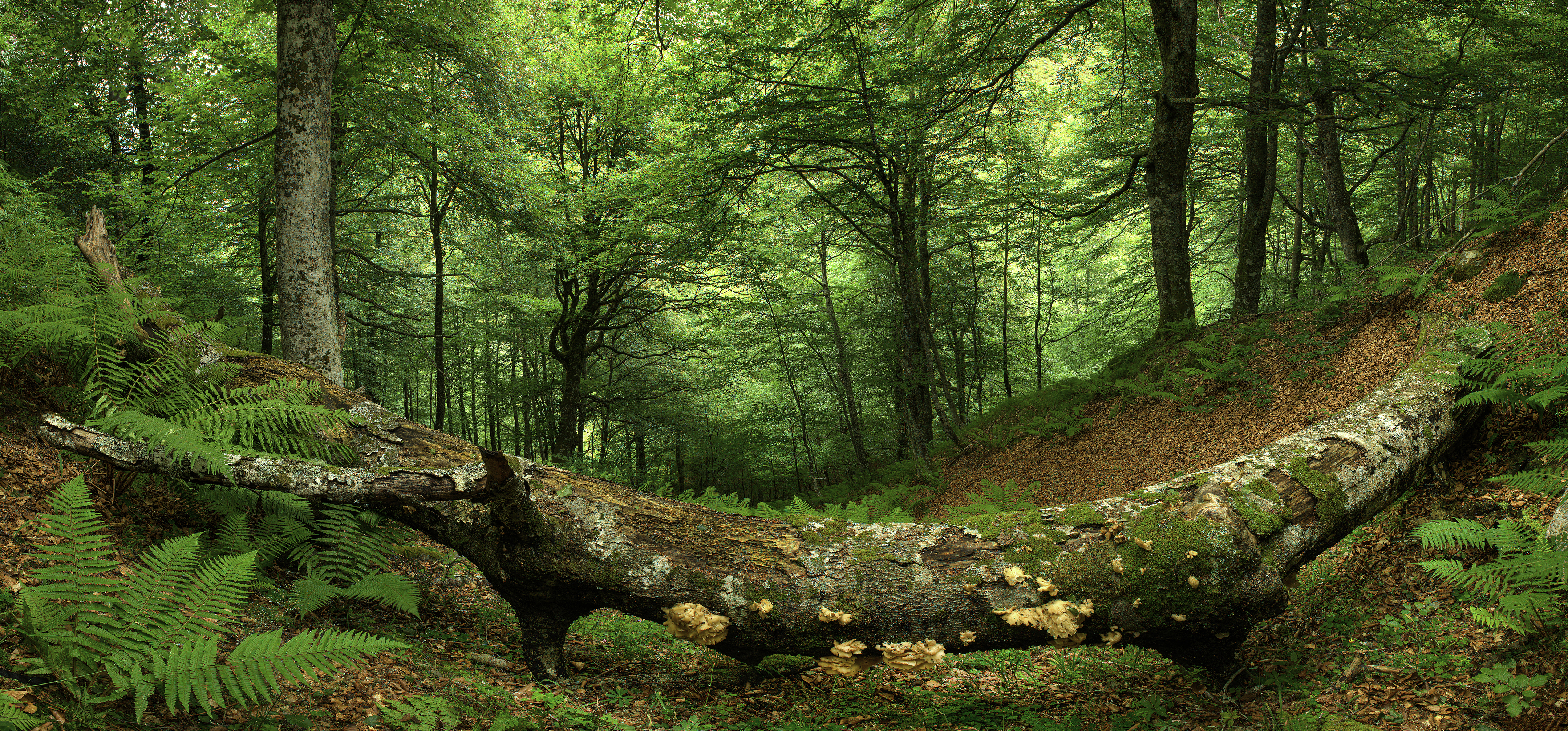 Los Arrudos, Asturias