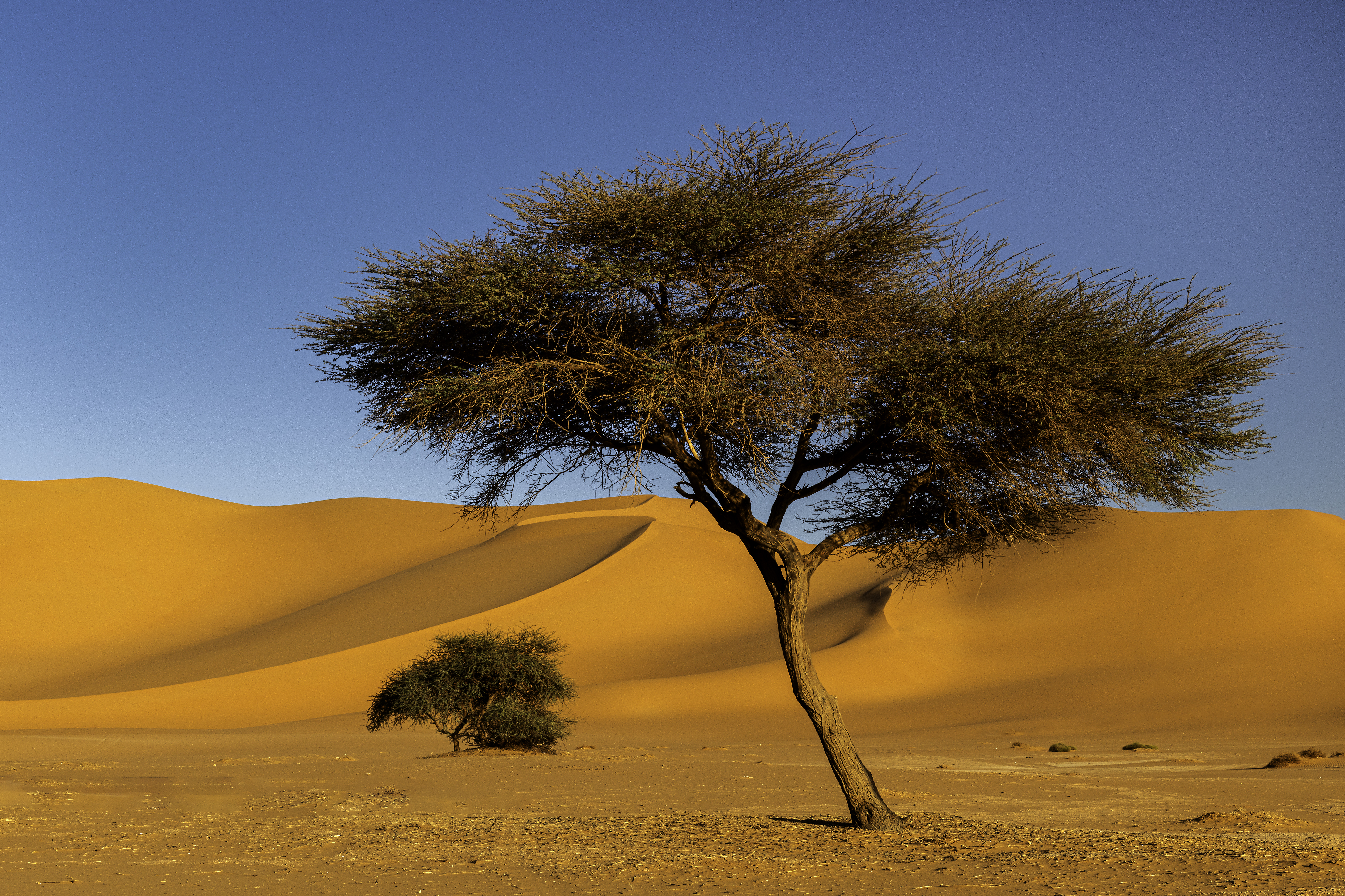 Desierto Tassili n´Ajjer, Argelia