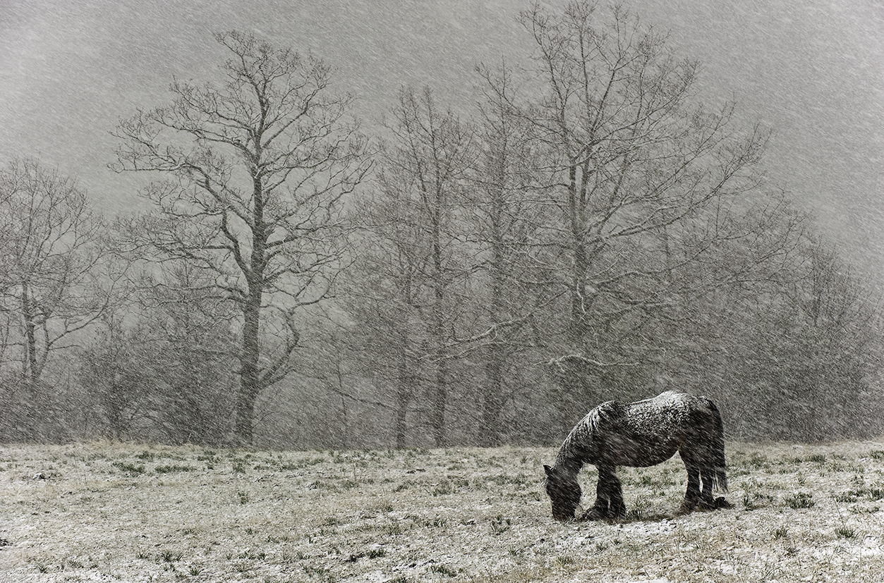 Caballo en la nieve